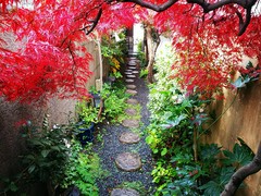 紅葉の時期の玄関アプローチです。