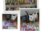 2026年宮城県の夏デート遊びスポット！→登米地酒と駄菓子の店よしだ！←猫のお散歩&!映えスポット！