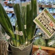 キャロット