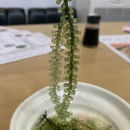 海鮮居酒屋 天秤棒 千日前本店