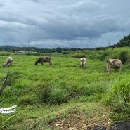 三良坂フロマージュ