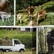 三良坂フロマージュ