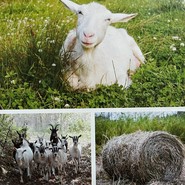 三良坂フロマージュ