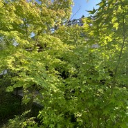 麻里布珈琲 ROASTER