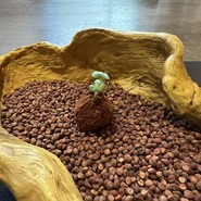 RISTORANTE　NARVALO