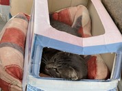 3丁目のたこボール