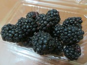 小平産ブラックベリー