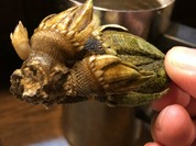 カメノテ