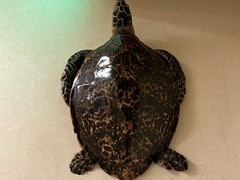 北京料理　桂蘭