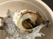 海鮮浜焼きうおひろ 伊丹店