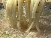 北海道めんこい くまちゃん温泉 渋谷店