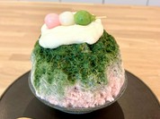 葉ザクラ