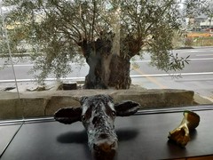 飛騨牛一頭家　馬喰一代　長良本家