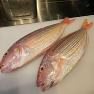 近海鮮魚イトヨリ鯛