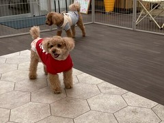 わん!リトルガーデン