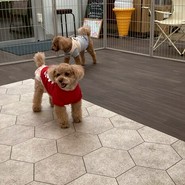 わん!リトルガーデン