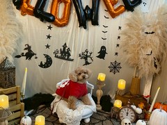 わん!リトルガーデン