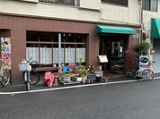 オリーブの木