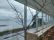 カフェ イソミ テラス