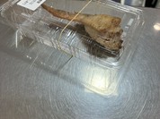 点天大阪 高島屋店