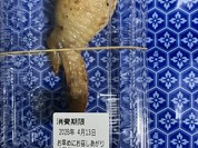 点天大阪 高島屋店