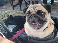 わん!リトルガーデン