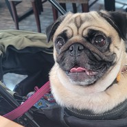 わん!リトルガーデン