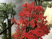 胡々里庵