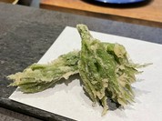 ウド　旭川