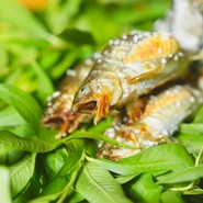 和料理 蓮花寺 さいとう