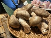 裏の山の木の子 渋谷