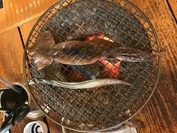 イカの肝入り一夜干しと深海魚