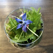 SHOKUDO YArn（ショクドウ ヤーン）