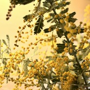 RICCI　cucina　italiana