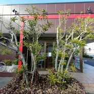 ドゥド ボア
