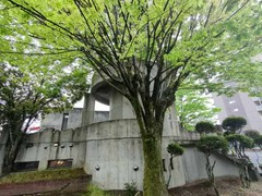 フレンチマスタード