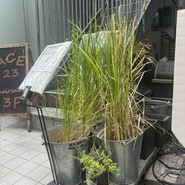 お米がおいしく、運気も上がって良し❣️