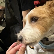 焼肉塊肉　おお津