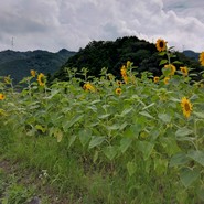 かずら