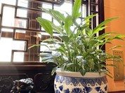 萬珍樓點心舗 （マンチンロウテンシンポ）