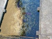 魚石