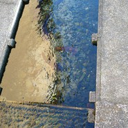 魚石