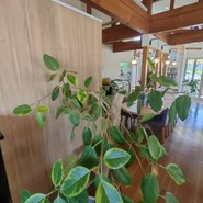 カフェ ネイロ