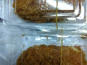 トンカツツキウマ 武蔵小杉店