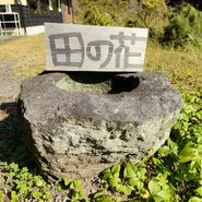 田の花