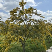 Mimosa　Kitchen