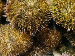 厚田のバフンウニ