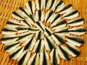 やはしら すし勘