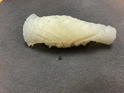 紀の代寿司 本店