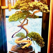 樹齢150年の盆栽